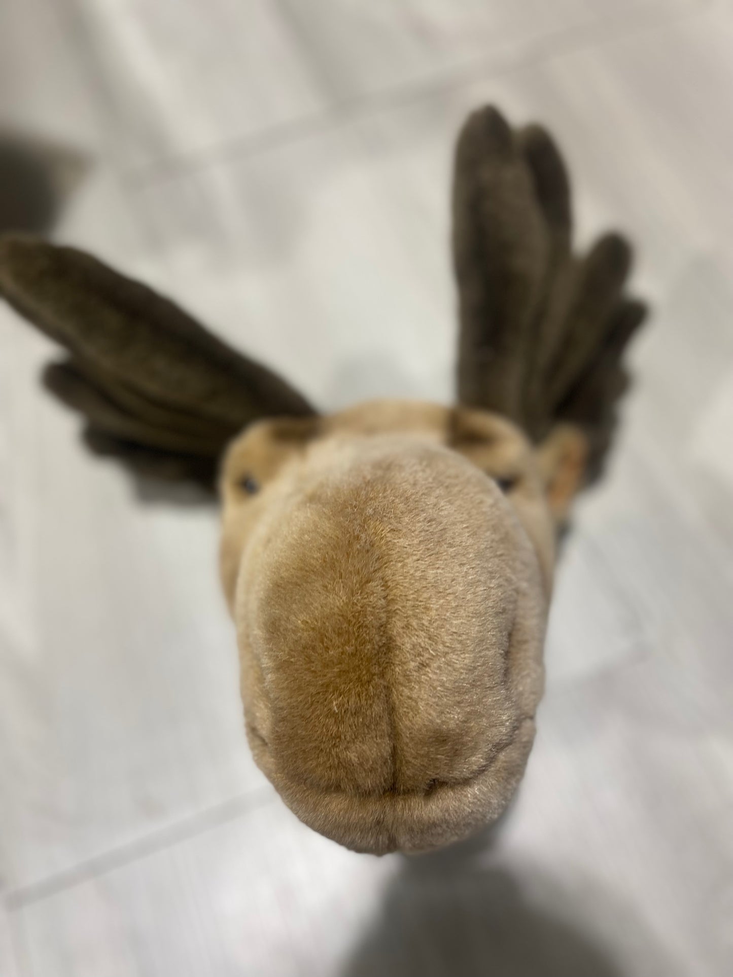 Moose wall trophy